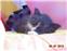 Обаятельный котенок ищет хозяев <span class="red-w ...