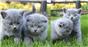 Шотландские котята, фолд и страйт объявления о животных